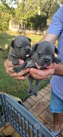 Bulldog francese