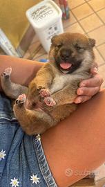 Shiba inu Cucciolo
