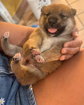 Shiba inu Cucciolo