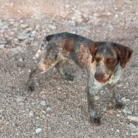 Lagotto- Bracco cane da tartufo