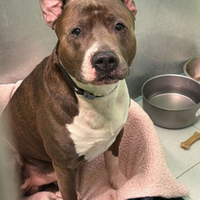 GHYGS American Staffordshire Terrier rimasto solo