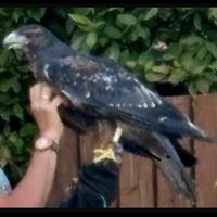 Rapace Aquila cilena