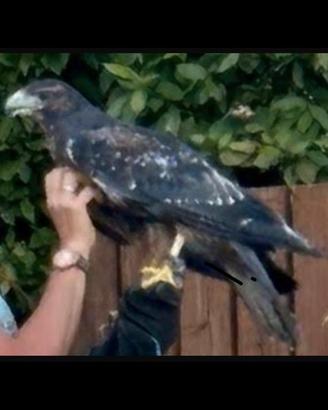 Rapace Aquila cilena