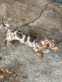 Bassotto kaninchen ciocco merle accoppiamento