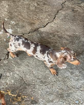 Bassotto kaninchen ciocco merle accoppiamento