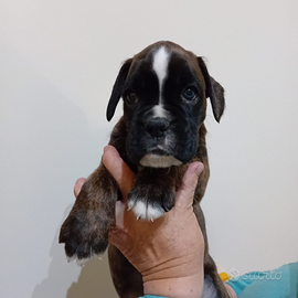 Boxer cucciole Pedigree ENCI