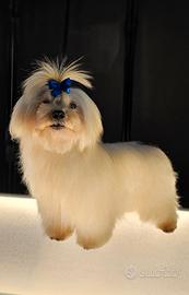 Maltese alta genealogia disponibile per monte