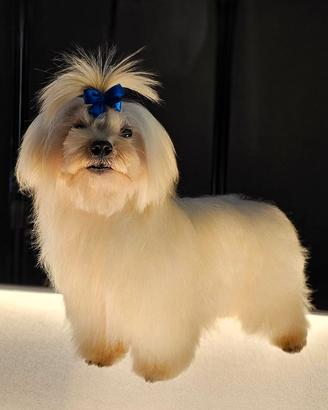 Maltese alta genealogia disponibile per monte