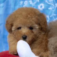 ? Cuccioli di Barboncino Toy e Mini Toy: Garantit