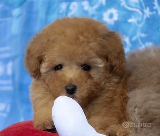 ? Cuccioli di Barboncino Toy e Mini Toy: Garantit