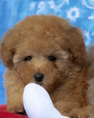 ? Cuccioli di Barboncino Toy e Mini Toy: Garantit