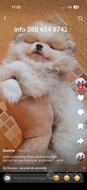 Spitz pomerania