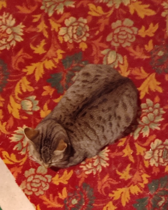 Gattina Saba