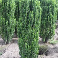 Piante per siepe di ilex crenata fastigiata