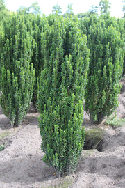 Piante per siepe di ilex crenata fastigiata