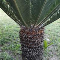  CYCAS REVOLUTA 5