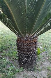  CYCAS REVOLUTA 5