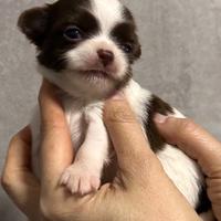 Chihuahua pelo lungo