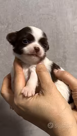 Chihuahua pelo lungo