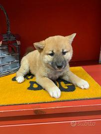 Disponibili cuccioli di shiba inu 2 mesi