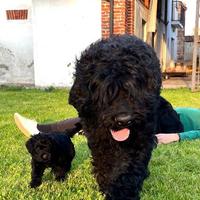 Disponibili4 cuccioli maschi di Terrier nero Russi