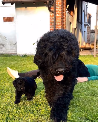 Disponibili4 cuccioli maschi di Terrier nero Russi