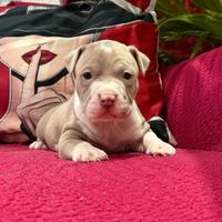 American pitbull terrier