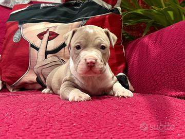 American pitbull terrier