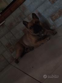 Bulldog francese