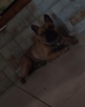 Bulldog francese
