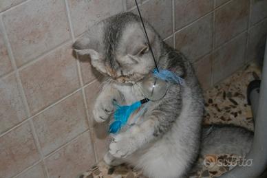 Gattini British Shorthair Silver Blue Tabby 4Mesi
