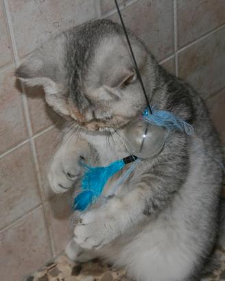 Gattini British Shorthair Silver Blue Tabby 4Mesi