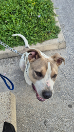 Cucciolo di meticcio