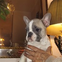 Cucciole bulldog francese