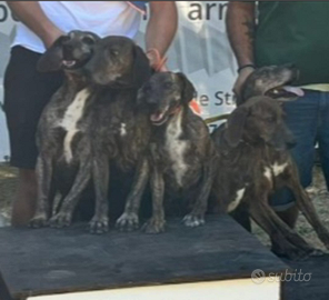 Cani prontacaccia segugi maremmani