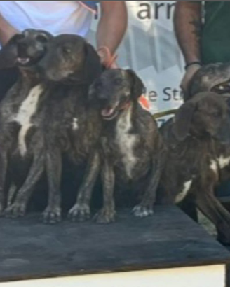 Cani prontacaccia segugi maremmani