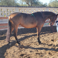Cavallo per brevetti