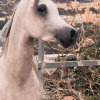 Purosangue arabo 3 anni - pedigree eccezionale