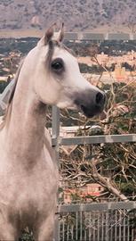 Purosangue arabo 3 anni - pedigree eccezionale