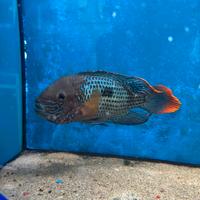 Disponibili aquidens e Astronotus XXL