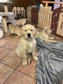 Cuccioli Golden Retriever
