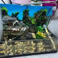 Teca completa di tutto con tartarughe