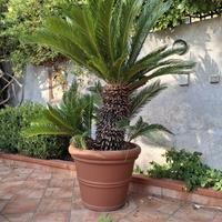 Cycas revoluta 20 anni