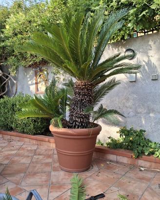 Cycas revoluta 20 anni