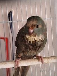 Kakariki