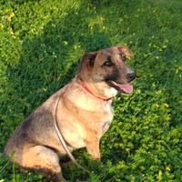 Cagnolina dolce amorevole mix pastore