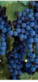 uva per mosto vino