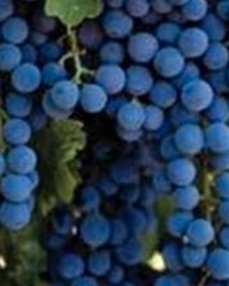 uva per mosto vino