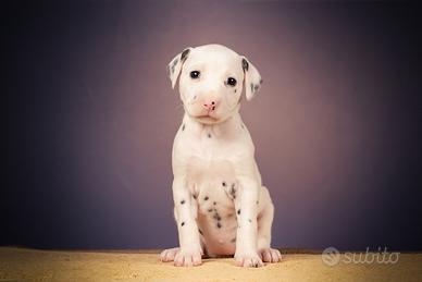 Cucciola dalmata con pedigree enci