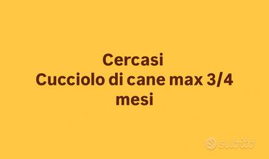 Cuccioli in adozione